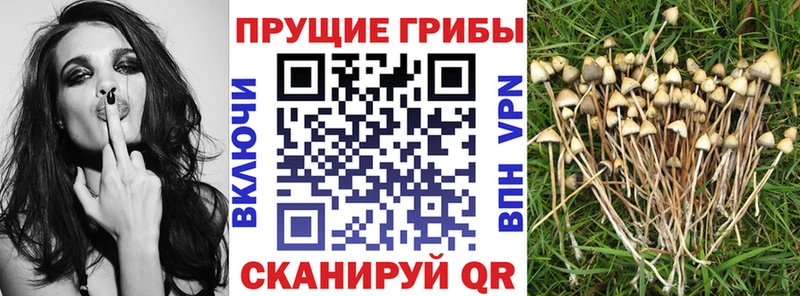 Псилоцибиновые грибы мицелий  Северо-Курильск 